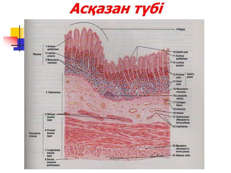 Асқазан түбі